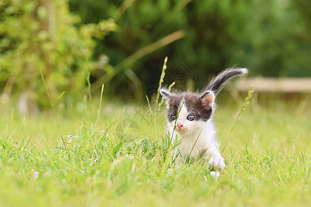 美丽的蓝眼睛小猫咪宠物哺乳动物婴儿猫咪跑步草地动物蓝色虎斑毛皮图片