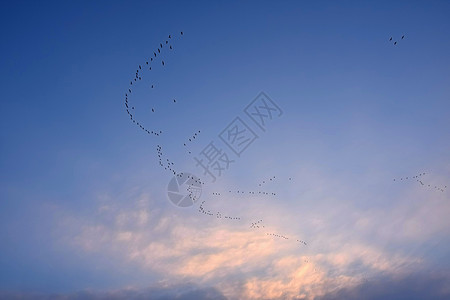 蓝天背景下的一群鸟动物航班野生动物植物团体运动翅膀羽毛天气荒野图片