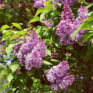 美丽的盛开的春天灌木 紫色的花状Syringa模糊的天然绿色背景叶子植物学投标蓝色花盆窗户百叶窗爱好快门园艺图片