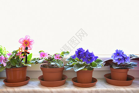 窗户上盛开的紫罗兰 室内美食和窗外的风景植物群蓝色香味投标房子花园园艺花束味道百叶窗图片