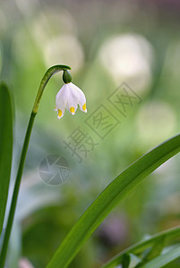 美丽的春雪花花朵团体植物群美丽花园叶子保护花瓣白带生长植物学图片