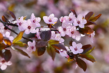 美丽开花的日本樱花樱花 季节背景 户外自然模糊背景与开花树在春天阳光灿烂的日子投标果园植物群植物天空柔软度宏观园艺花瓣花园背景图片