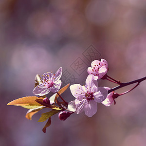 美丽开花的日本樱花樱花 季节背景 户外自然模糊背景与开花树在春天阳光灿烂的日子投标压痛植物学天空柔软度花园植物群宏观果园植物背景图片