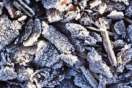 棕色冷冻叶纹理 美丽的冬季季节性自然背景宏观季节天气环境霜叶寒冷冻结植物群作品花园图片