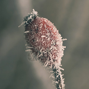 霜冻的玫瑰花丛 美丽的冬季季节性自然背景枝条寒意衬套水果灌木雪花蓝色宏观季节荆棘图片