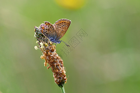美丽的小蝴蝶蓝色 自然界的宏观镜头接近生活野生动物翅膀植物群牧场叶子女性环境草地花瓣图片