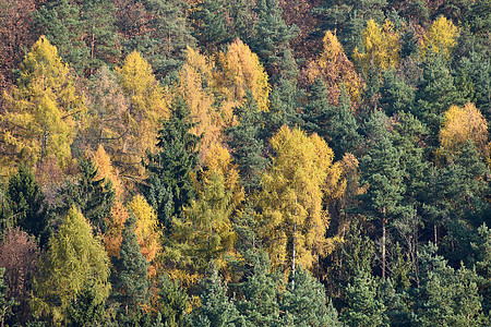 美丽的风景和神奇的秋树阳光黄色天空红色山毛榉季节森林植物叶子落叶图片