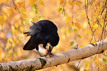 秋天的鸟乌鸦乌鸦的美丽图片天空荒野羽毛动物群公园眼睛太阳野生动物飞行航班图片