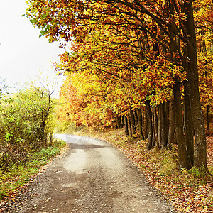美丽的浪漫方式 在公园里有丰富多彩的树木 秋天自然背景景观薄雾农村小路植物橙子环境风景森林阳光胡同图片