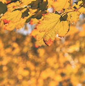 树上的秋叶 自然季节性彩色背景季节太阳橙子晴天环境森林树叶荒野阳光天气图片