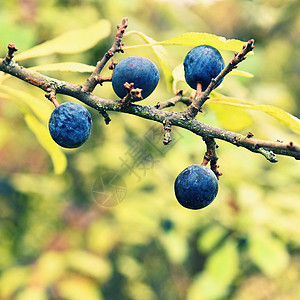 黑角树 秋天美丽健康果实食物李子季节植物群森林灌木浆果蓝色衬套枝条图片
