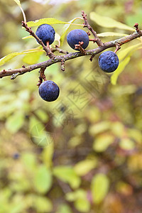 黑角树 秋天美丽健康果实农村食物植物植物群李子季节蓝色衬套浆果叶子图片