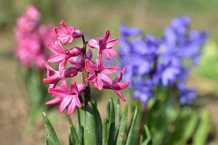 春天和美丽盛开的花朵  Hyacinth花园公园紫色花瓣季节花坛植物阳光蓝色香气图片