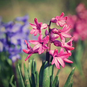 春天和美丽盛开的花朵  Hyacinth阳光生长季节园艺花坛叶子蓝色香气植物植物群图片