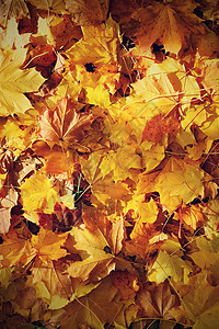 秋叶 自然季节性彩色背景树叶环境墙纸橙子树木木头天空场地叶子阳光图片