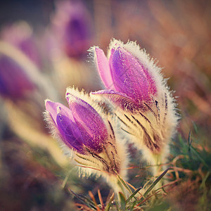 春花 美丽的鲜花和有天然颜色背景的太阳花朵生长季节野花白头翁花园紫色花瓣雌蕊荒野图片