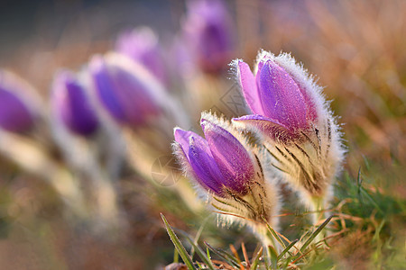 春花 美丽的鲜花和有天然颜色背景的太阳花园荒野生长花朵雌蕊宏观花瓣紫色植物植物群图片