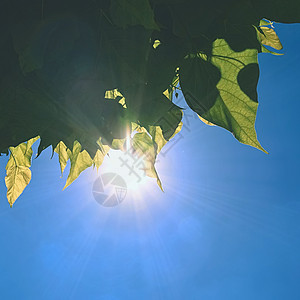 树叶上有蓝天和阳光植物学背光宏观横梁公园晴天植物太阳橡木森林图片