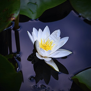 美丽的花朵 白水百合在池塘上 天然色的模糊背景花瓣叶子温泉植物保健青年水库季节反射青春期图片