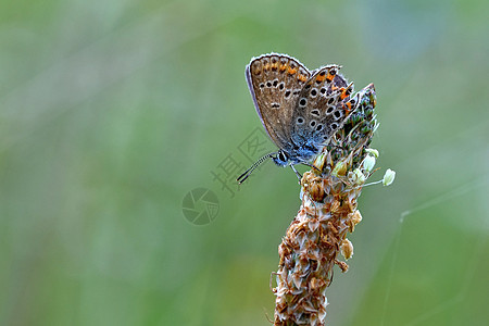 美丽的小蝴蝶蓝色 自然界的宏观镜头接近草地植物群翅膀环境叶子荒野花园生活植物花瓣图片