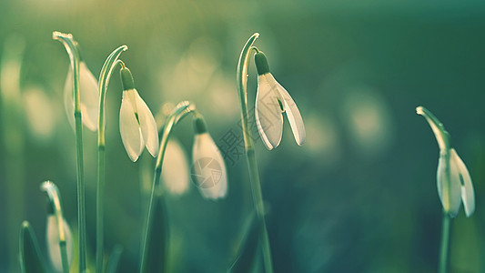 春天的花朵雪花莲 夕阳下在草地上绽放出美丽的花朵 石蒜科  雪花莲森林植物太阳阳光生活季节植物群叶子花瓣花园图片