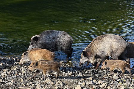 野猪和年轻人一起 森林里的动物跑步耳朵哺乳动物鼻子野生动物木头男性家庭头发生物图片