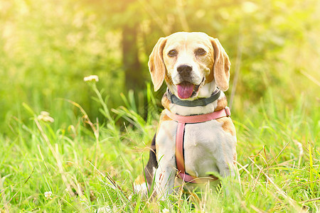 Beagle 草地上一只狗的漂亮镜头鼻子犬类乐趣小狗猎犬绿色公园棕色说谎男性图片