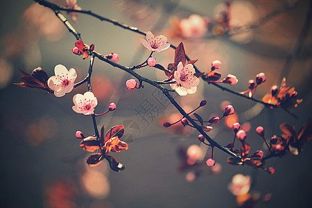 日本美丽的樱桃 樱花 春日带花的本事背景 笑声植物群天空宏观果园季节压痛植物园艺花园柔软度图片