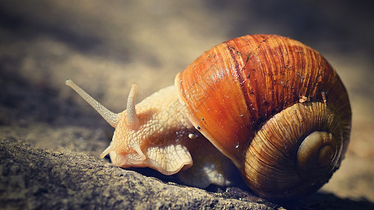 美丽的蜗牛 外壳是天然的 自然背景多彩和阳光宏观天线运动太阳眼睛软体速度粘液田螺木头图片