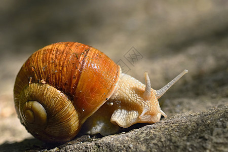 美丽的蜗牛 外壳是天然的 自然背景多彩和阳光野生动物鼻涕虫螺旋花园太阳房子木头食物宏观眼睛图片