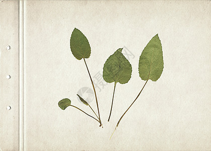 旧纸上的古老草原背景 纸板上磨焦和干枯绿叶的构成 扫描图像棕色本馆植物床单枯叶草本羊皮纸褐色绿色叶子图片