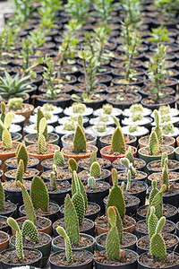 花园里盆里的仙人掌群 小装饰植物情调叶子植物群团体热带美丽植物学异国园艺生长图片