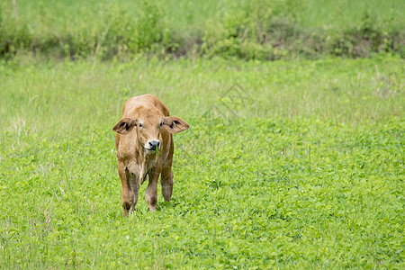 棕色奶牛在自然背景上的照片 动物园牛奶农村牛肉牧场农田蓝色草地农业哺乳动物农场图片