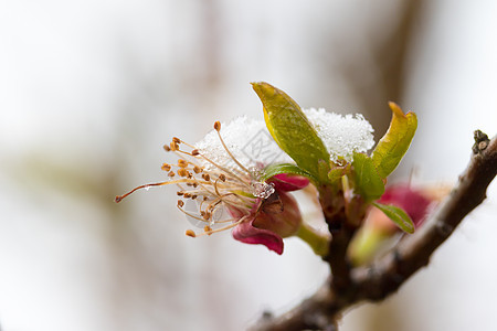 白雪杏花盛开图片