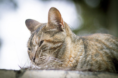 塔比猫躺在草地上动物蓝色毛皮宠物猫咪黑色哺乳动物头发绿色街道图片