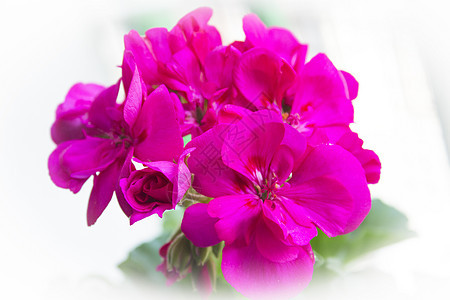 粉红色的花和绿叶植物群植物花瓣红色花园园艺生长叶子葵花植物学图片