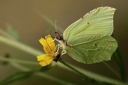 布里斯通 buterfly图片