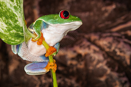 红眼树青蛙坐在植物杆上图片