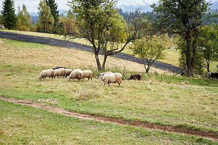 喀尔巴阡山脉脚下牧羊场的一锁绵羊爬坡国家农场羊肉农业风景季节绿色牧场场地图片