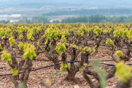 2021年西班牙拉里奥哈地区葡萄园酒厂爬坡藤蔓农村地区栽培培育风景葡萄园水果图片