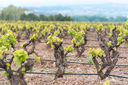 2021年西班牙拉里奥哈地区葡萄园藤蔓栽培酿酒师水果酒厂农村培育国家爬坡地区图片