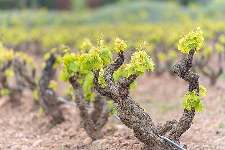 2021年西班牙拉里奥哈地区葡萄园爬坡栽培地区藤蔓酿酒师葡萄园农村国家风景酒厂图片