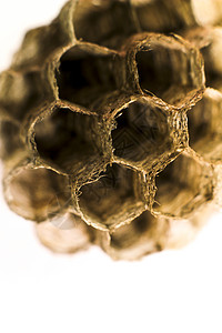 西班牙的蜂窝黄蜂宏观摄影木偶害虫幼虫动物六边形蜂巢昆虫梳子蜜蜂野生动物图片
