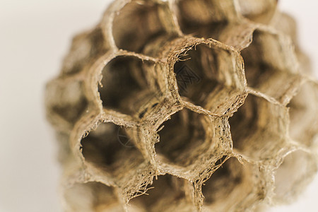 西班牙的蜂窝黄蜂宏观摄影昆虫六边形梳子怪物害虫危险蜜蜂木偶外星人动物图片