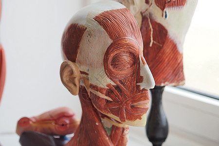 人体肌肉系统的教育性三维模型 人体头部的肌肉背景图片