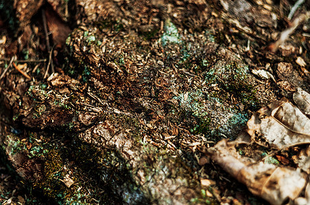 有纹理苔藓的树皮 自然背景 森林中的纹理树皮地衣花园叶子木材森林公园宏观皮肤皱纹环境图片
