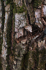 有纹理苔藓的树皮 自然背景 森林中的纹理树皮植物群植物公园森林裂缝叶子宏观地衣树干橡木图片