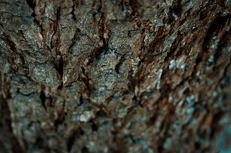 有纹理苔藓的树皮 自然背景 森林中的纹理树皮植物群皱纹木材花园公园生长裂缝木头硬木地衣图片