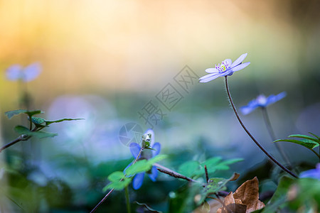 魔春大气 特写紫罗兰泉花 肝叶或肝炎地面明信片荒野蓝色木头野花花园紫色生境肝病背景图片