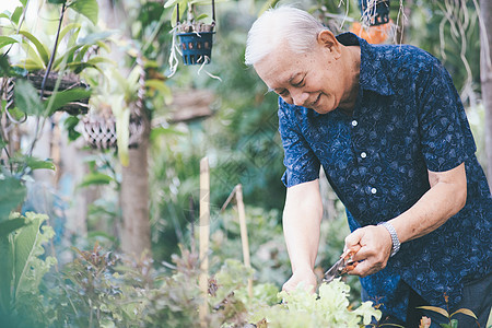 快乐的亚洲老人在他的花园里活动绿色工作园丁闲暇植物农业园艺男性祖父母图片